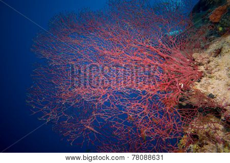 Giant fan (gorgonian) in the currenton Red Sea reef underwater