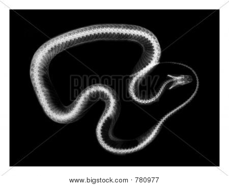 Radiografía de la serpiente