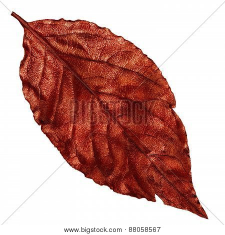 red dry leaf, vintage element