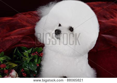 Portrait Of The Bichon Dog With White Fur