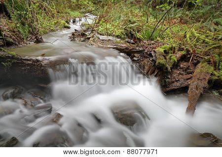 Pacific Northwest Rainforest Creek