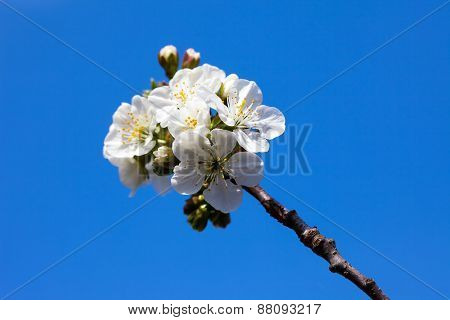 Cherry tree branch full of flowers and buds