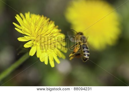 Bee flying around dandelion