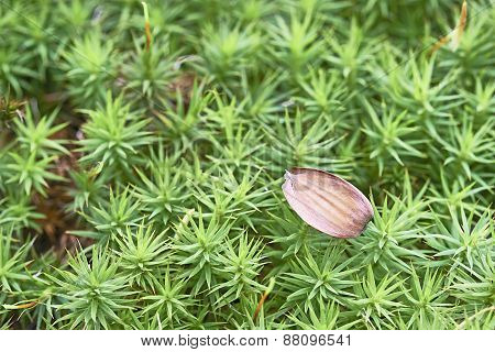 Beechnuts