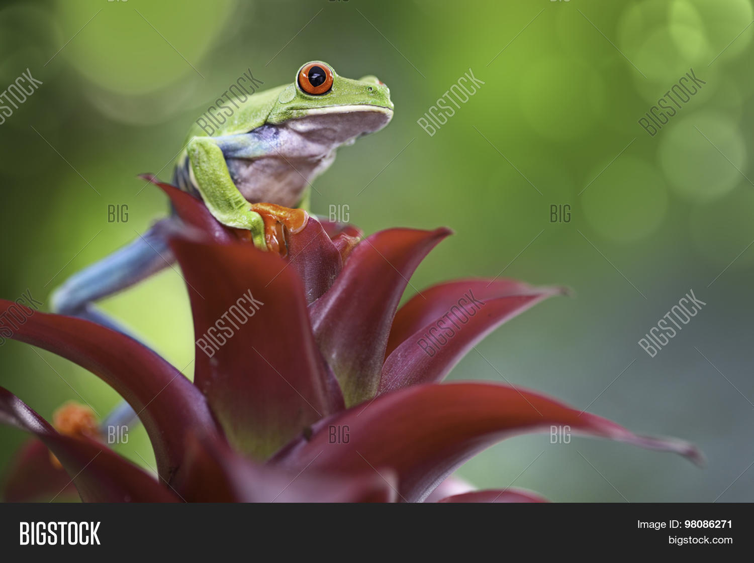 red eyed tree frog