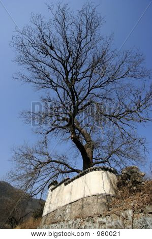 Bare Branches