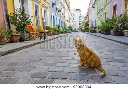 Cat sitting in the middle of a street in Paris