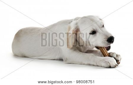 Labrador dog chewing bone isolated on white