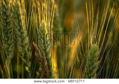 Ears of wheat in a morning sun