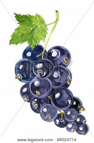 watercolor drawing blackcurrant