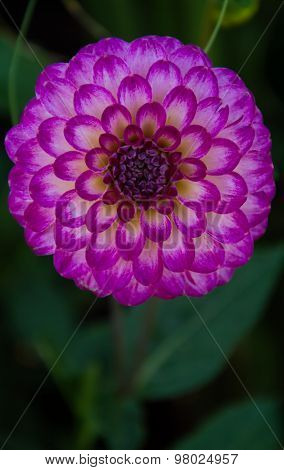 Dalia