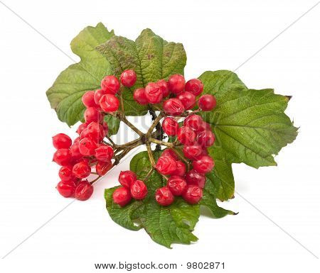 Rode bessen van Viburnum