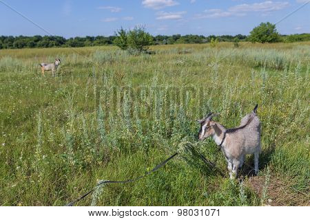 Portrait of goat eating a grass on meadow
