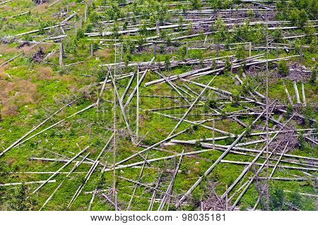 trees broken by wind in mountain forest