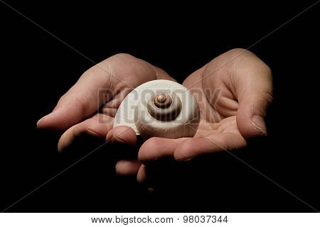 White Snail Shell In The Palms Of A Child
