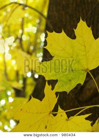 Syksyn vaahteran - Acer Saccharum