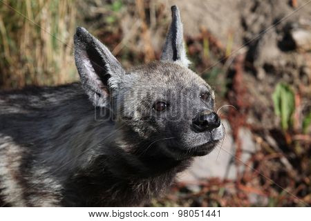 Striped hyena (Hyaena hyaena). Wild life animal. 