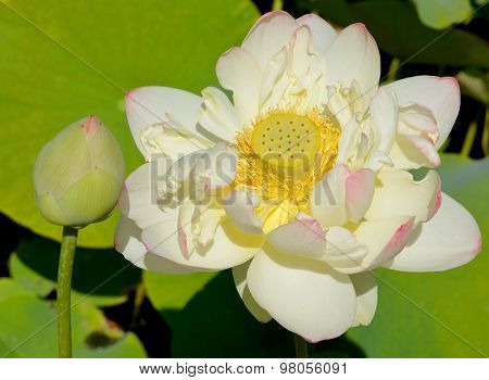 Lotus flower