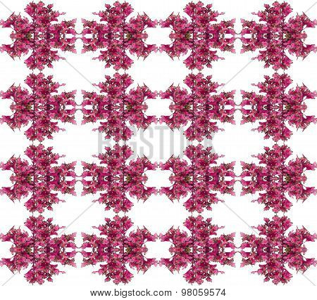 Coleus Leaves Seamless Isolated On White Background