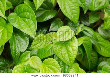 Beautiful Fresh Betel Leaf (piper Betle)