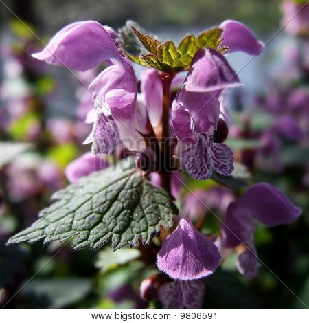Lamium