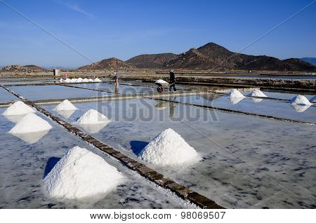 Salk workers work in salt field