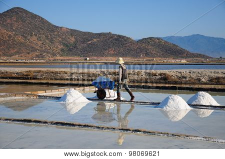 Salk workers work in salt field