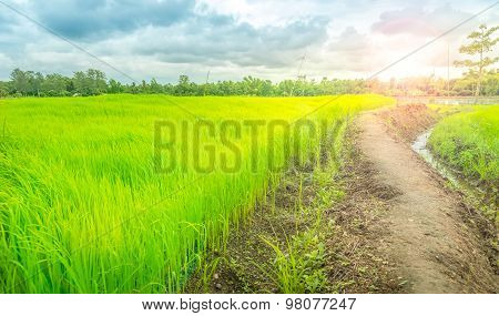 The Way In Green Farm,countryside Of Thailand