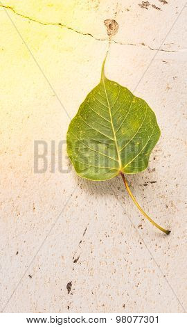 Bodhi Leave On Concrete Background