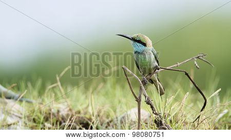Green Bee-eater In Pottuvil, Sri Lanka