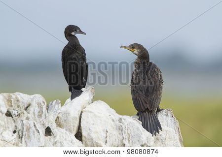 Indian Cormorant In Pottuvil, Sri Lanka