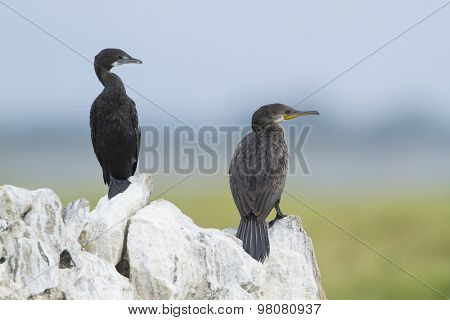 Indian Cormorant In Pottuvil, Sri Lanka