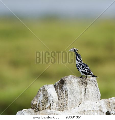 Pied Kingfisher In Pottuvil, Sri Lanka