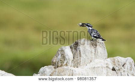 Pied Kingfisher In Pottuvil, Sri Lanka