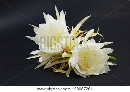 Epiphyllum Oxypetalum