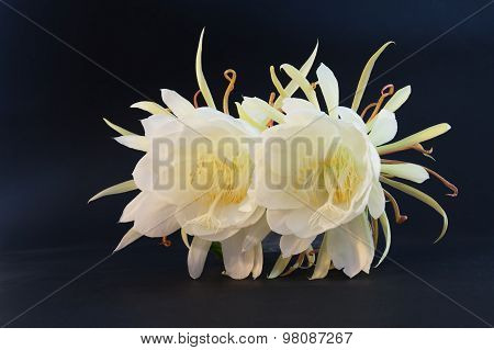 Epiphyllum Oxypetalum