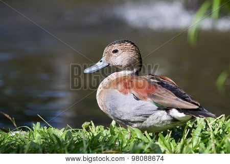 Duck In Nature. Bali Bird Park, Indonesia