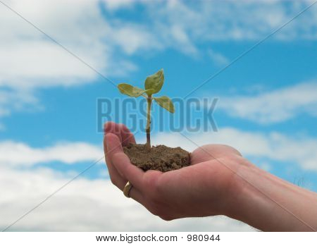 Main + plante