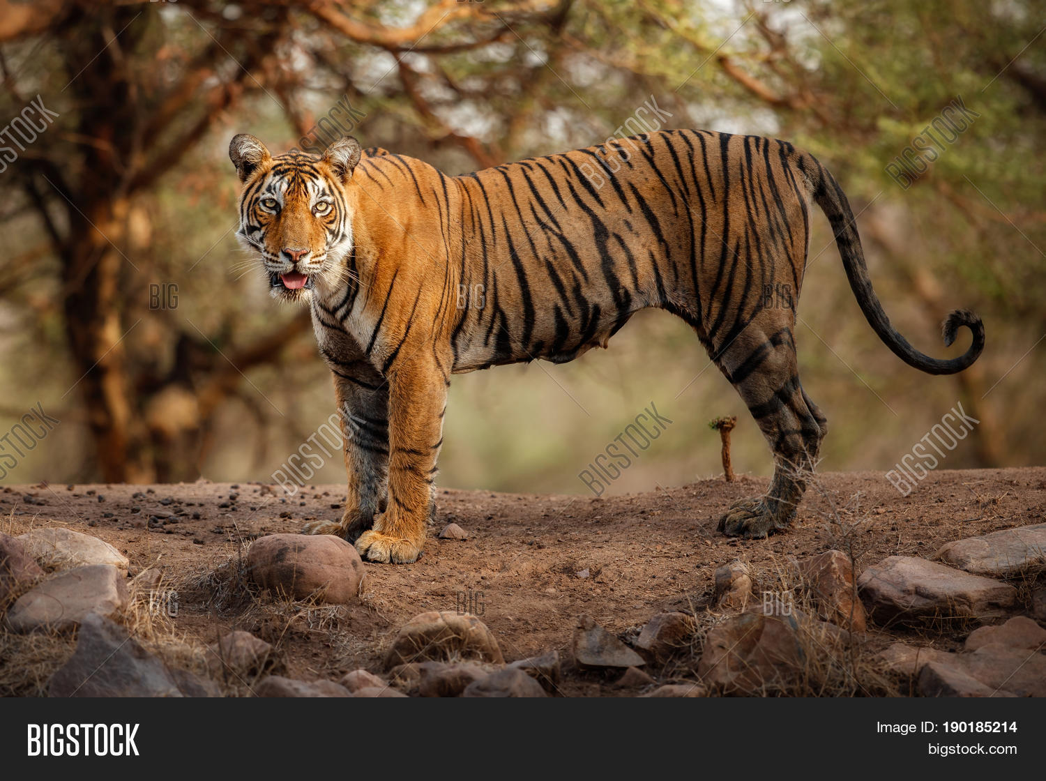 Tiger Nature Habitat. Image & Photo (Free Trial) Bigstock