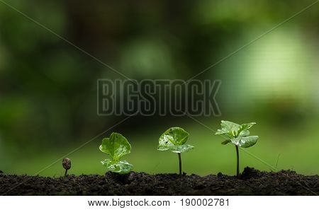plant a tree,Protect the tree,Hand Help the tree,Growing step,Watering a tree,care tree,nature background