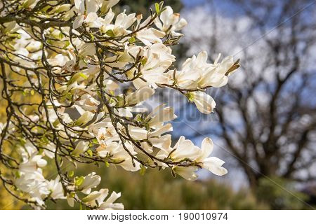 Magnolia flowers in full bloom in spring on the trees branches