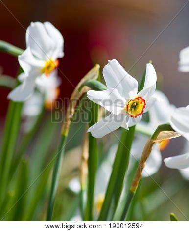 white daffodils in the garden. close up