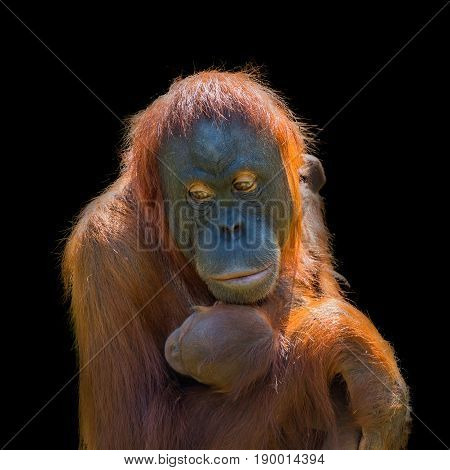 Portrait of Asian orangutan and baby on black background female