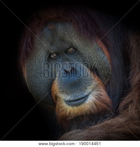 Portrait Of Very Old Asian Orangutan On Black Background