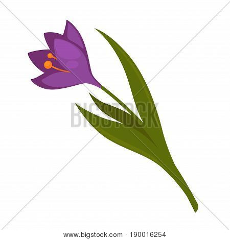 Cartoon plant with tender natural beauty, purple blossom and green elongated leaves that placed obliquely isolated vector illustration on white background. Flora species with glossy violet petals.