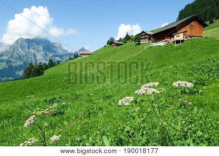 Engelberg, Switzerland - 12 August 2015: Rural scene near Engelberg on the swiss alps