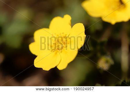 Flower of the Cinquefoil Potentilla pusilla a cinquefoil of European mountains.