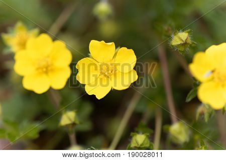 Flower of the Cinquefoil Potentilla pusilla a cinquefoil of European mountains.