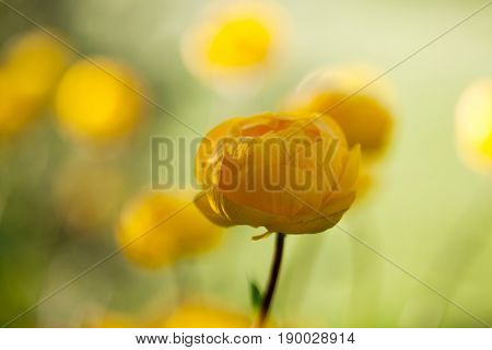 Close up of yellow globeflower 