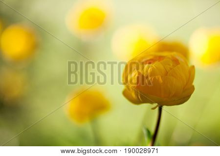 Close up of yellow globeflower 